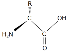 αアミノ酸の構造式