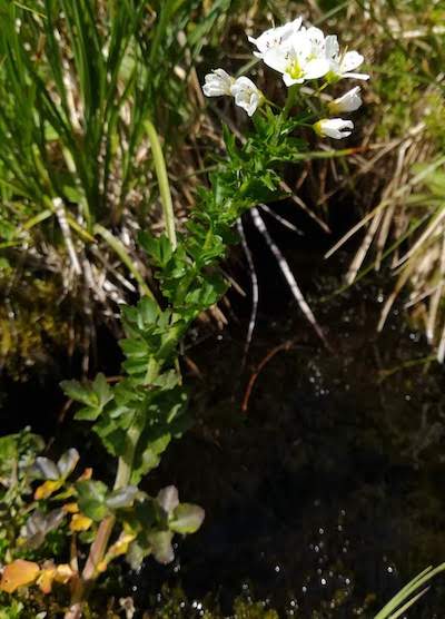 小川の側で生息している Cardamine amara の個体（2018 年撮影）。