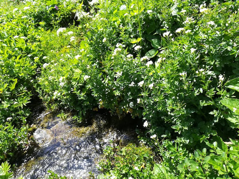 小川の中でクローン繁殖した Cardamine amara のコロニー（2018 年撮影）。