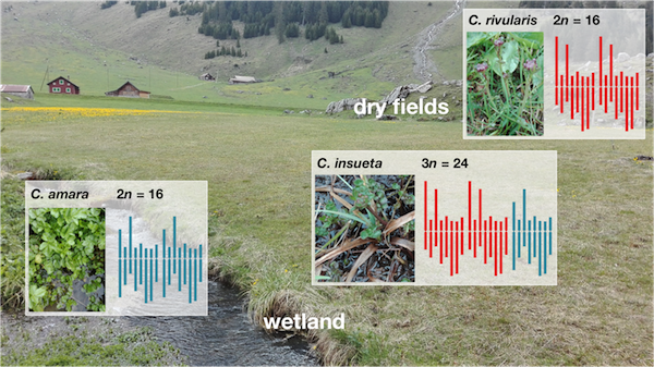 オダマキまたはオダマキ:手入れ、水やり、生殖 - オダマキの土壌と肥料