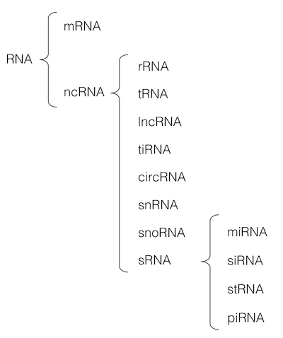 ncRNAのタイプ