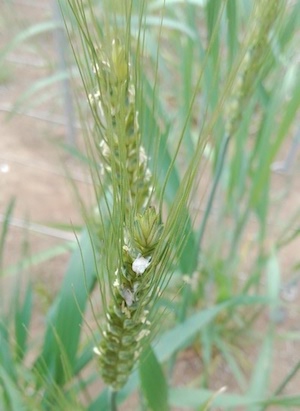小麦の写真